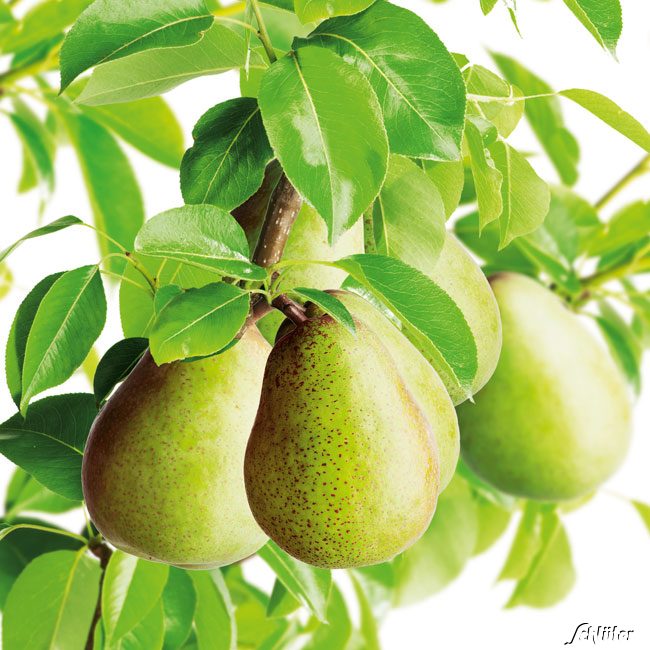 Birne &#039;Gellerts Butterbirne&#039; Liefergröße: 80 - 100 cm von Garten Schlüter