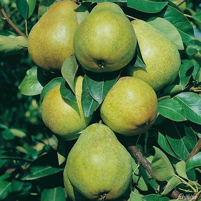 Birne 'Williams Christbirne' - Sommerbirne von Garten Schlüter