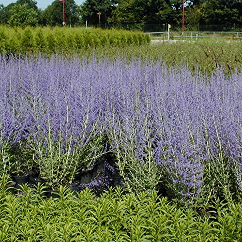 Blauraute 'Lacey Blue' Perovskia atriplicifolia hell- bis dunkelviolettblaue Ähren vor silbrig-weißem Laub winterhart von Garten Schlüter