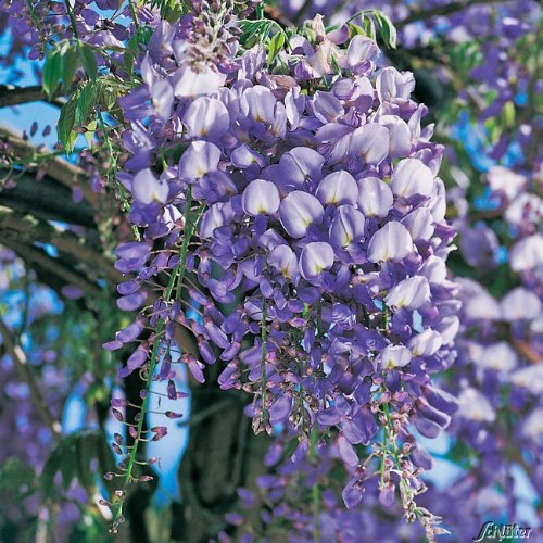 Blauregen 'Prolific' - Wisteria sinensis von Garten Schlüter