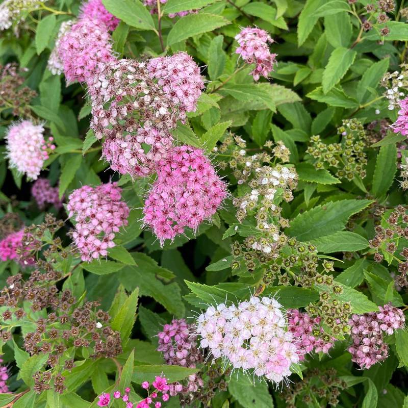 Blütenharlekin-Spiere &#039;Shirobana&#039;, 1,5 Liter, 20 - 30 cm Liefergröße: 20 - 30 cm breit von Garten Schlüter