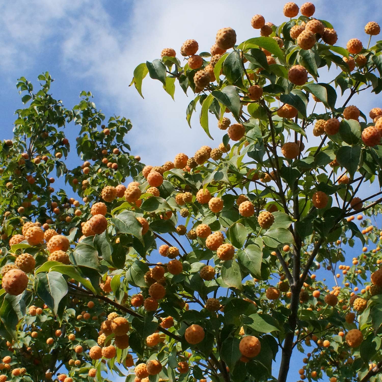 Blumemhartriegel 'Mandarin Jewel' C5 80 - 100 cm Liefergröße: 80 - 100 cm Blumemhartriegel 'Mandarin Jewel' C5 80 - 100 cm Liefergröße: 80 - 100 cm von Garten Schlüter