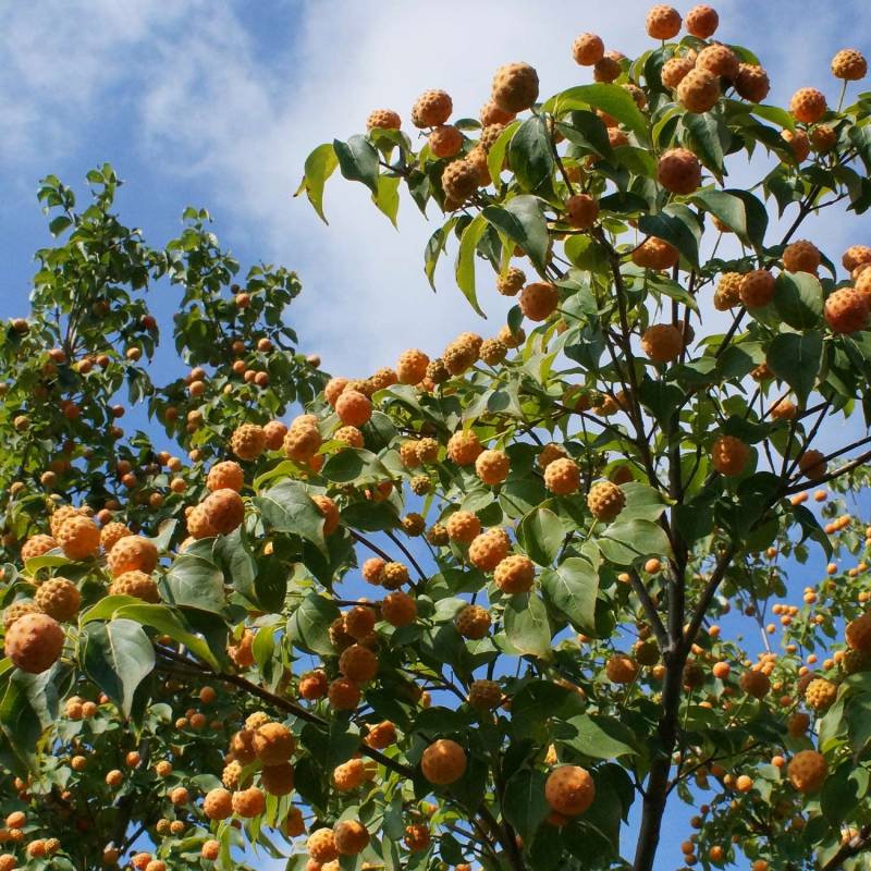 Blumemhartriegel 'Mandarin Jewel' C5 80 - 100 cm Liefergröße: 80 - 100 cm Blumemhartriegel 'Mandarin Jewel' C5 80 - 100 cm Liefergröße: 80 - 100 cm von Garten Schlüter