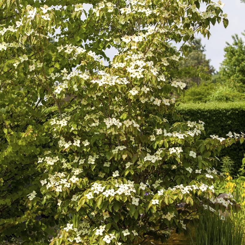 Blumenhartriegel 'Teutonia' C 5 40 - 60 cm Liefergröße: 40 - 60 cm Blumenhartriegel 'Teutonia' C 5 40 - 60 cm Liefergröße: 40 - 60 cm von Garten Schlüter