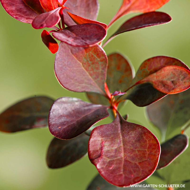 Blutberberitze &#039;Atropurpurea&#039; C3 40-60 cm Liefergröße: 40 - 60 cm von Garten Schlüter