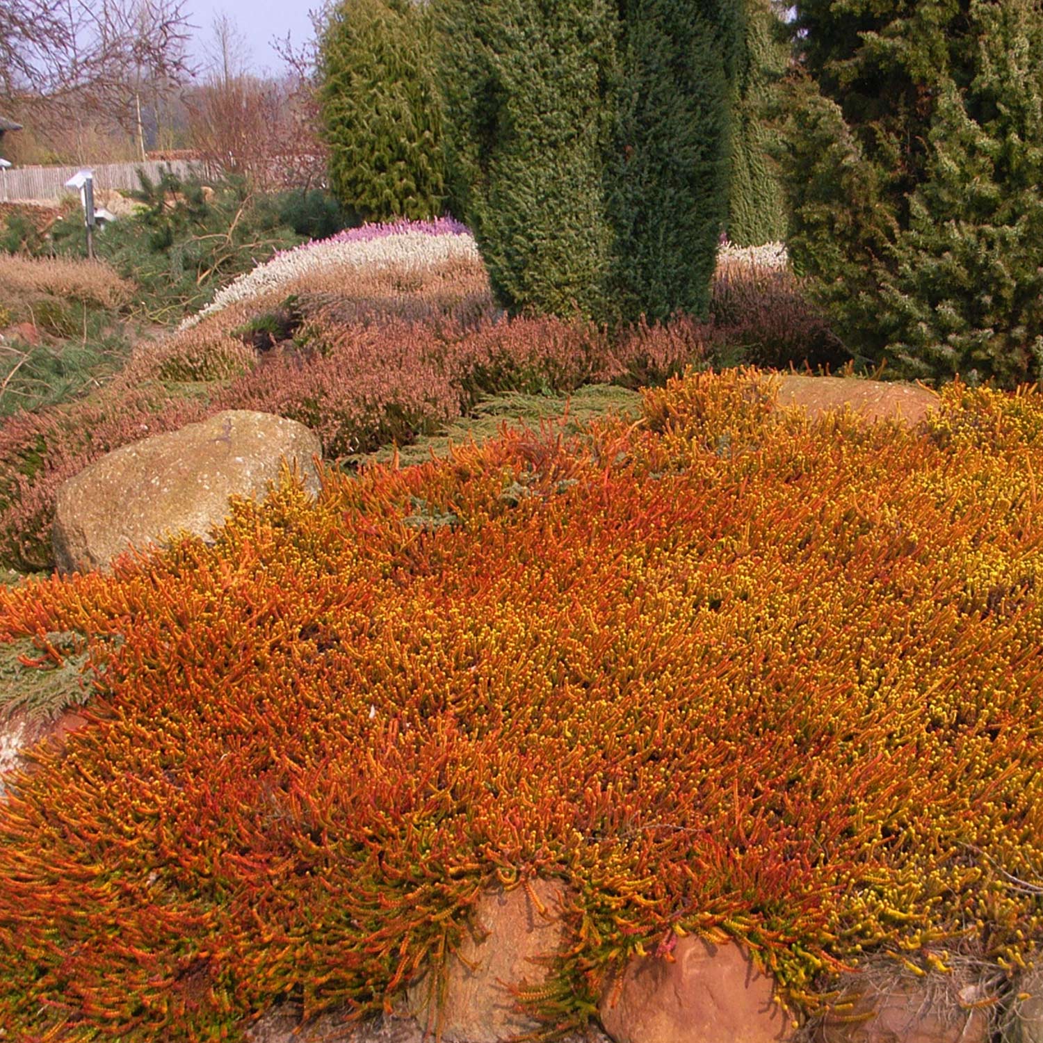 Bodendeckerheide 'Bernstein' Liefergröße: 10-15 cm Bodendeckerheide 'Bernstein' Liefergröße: 10-15 cm von Garten Schlüter