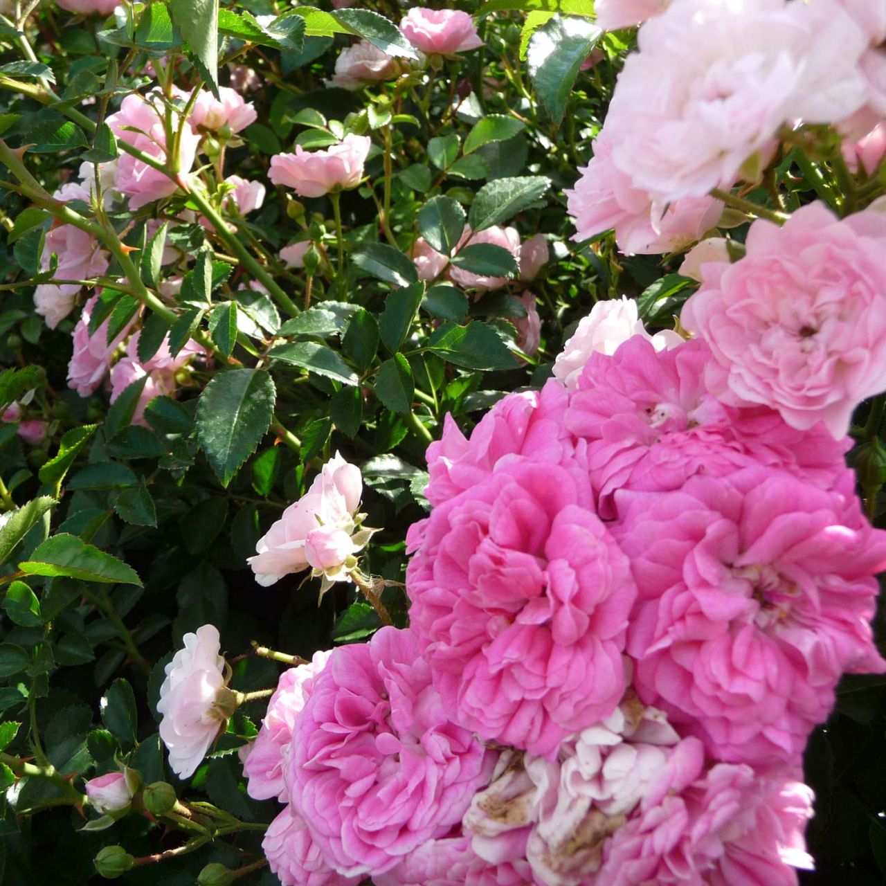 Bodendeckerrose 'The Fairy®' von Garten Schlüter