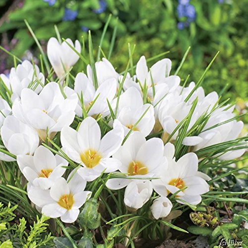 Botanische Krokusse 'Ard Schenk' - 15 Stück von Garten Schlüter