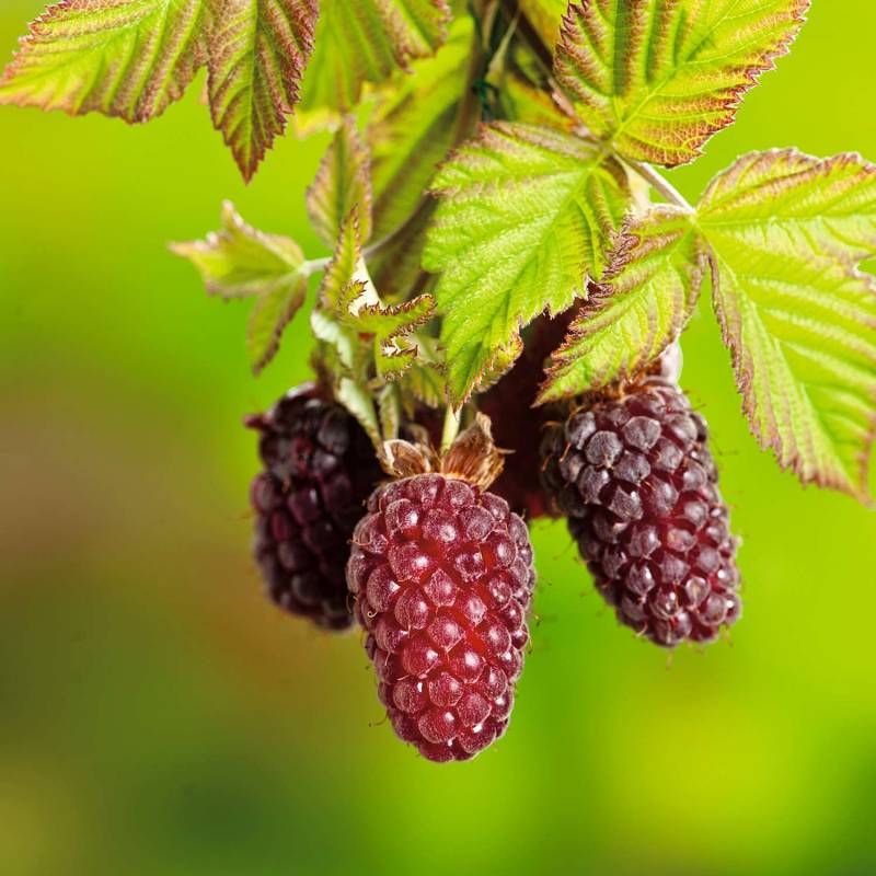 Boysenberry Liefergröße: 40 - 60 cm, gestäbt von Garten Schlüter