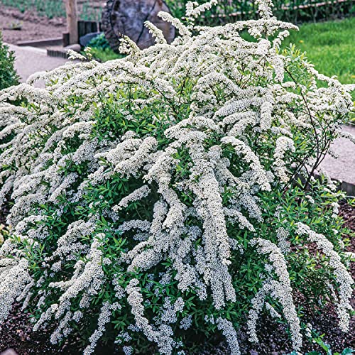 Brautspiere/ Schneespiere Spiraea arguta weiße Blütendolden von April bis Mai winterhart robust von Garten Schlüter