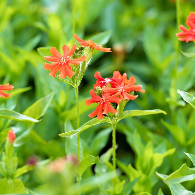 Brennende Liebe -  Lichtnelke Lieferform: Im 9 cm Topf von Garten Schlüter