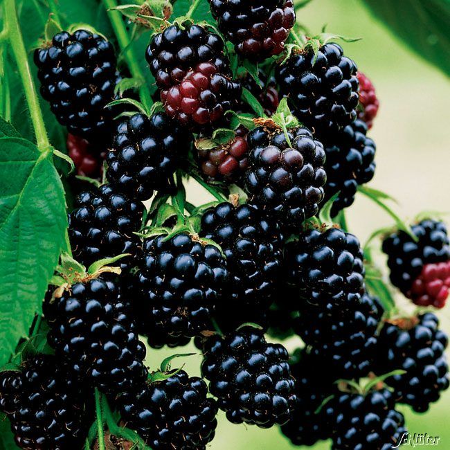 Dornenlose Brombeere 'Black Satin' von Garten Schlüter