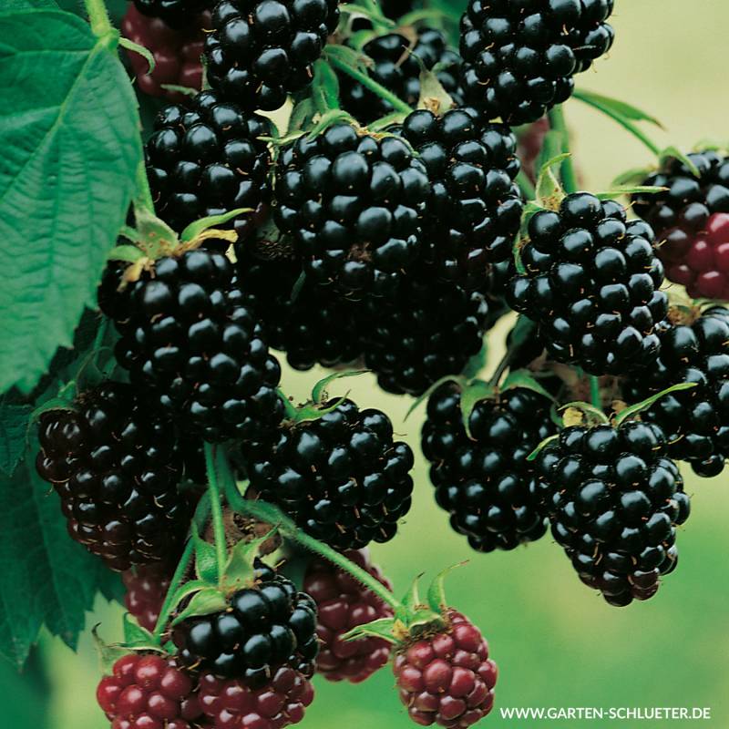 Brombeere &#039;Dirksen Thornless&#039; Lieferform: Im 2 Liter Topf von Garten Schlüter