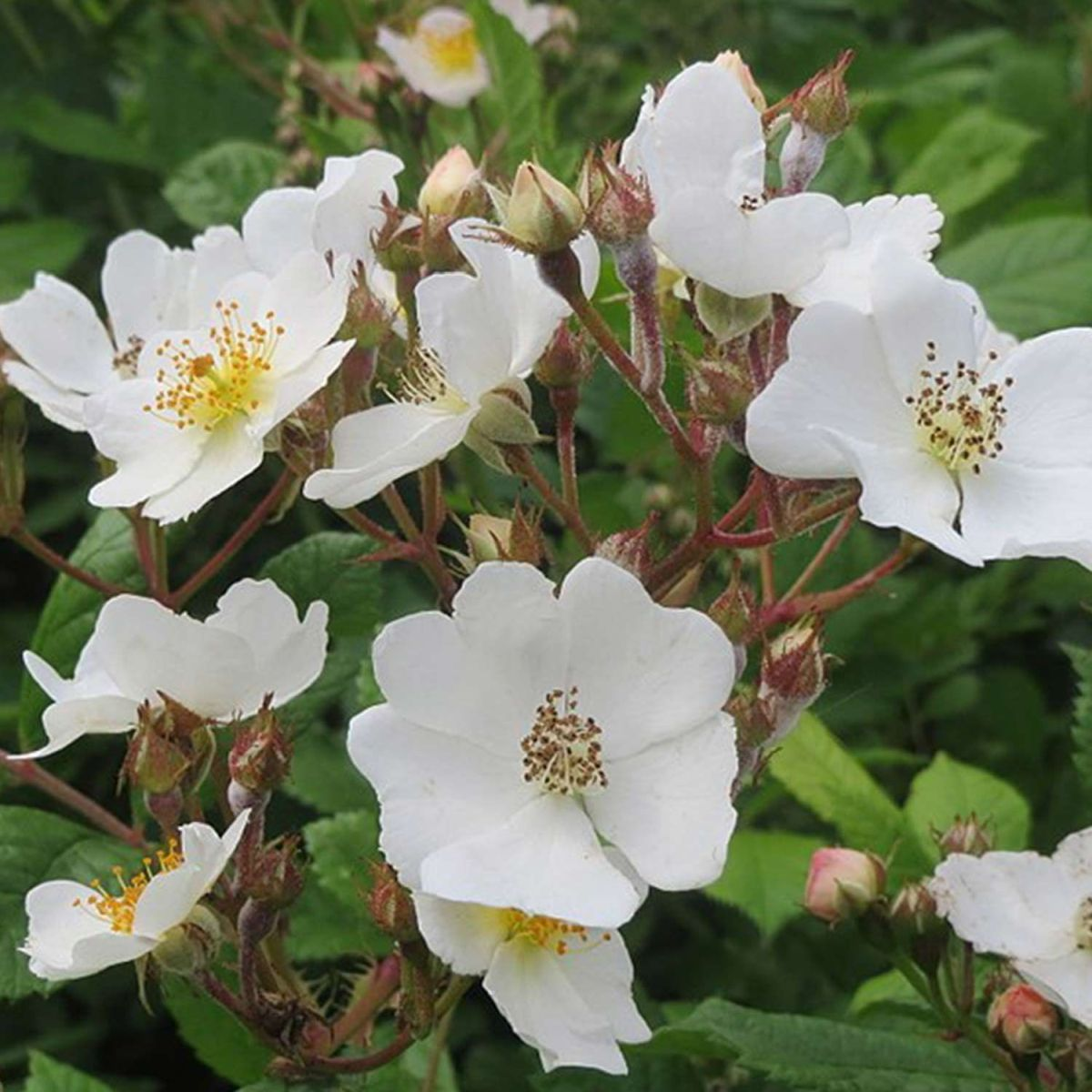 Büschelrose 3 Liter Container Liefergröße: min. 3 starke Triebe, 60 - 100 cm von Garten Schlüter