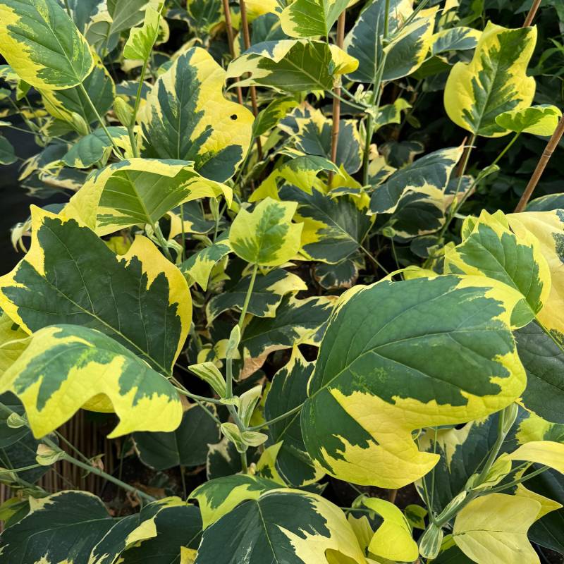 Bunter Tulpenbaum 'Snowbird' Liefergröße: 60 - 80 cm Bunter Tulpenbaum 'Snowbird' Liefergröße: 60 - 80 cm von Garten Schlüter