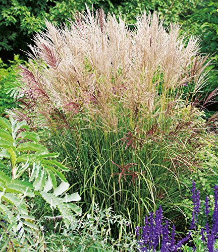 Chinaschilf 'Ferner Osten' von Garten Schlüter