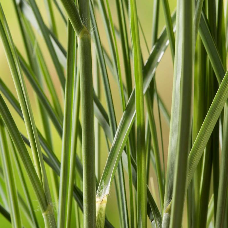 Chinaschilf &#039;Gracillimus&#039; C2 Lieferform: Im 2 Liter Topf von Garten Schlüter