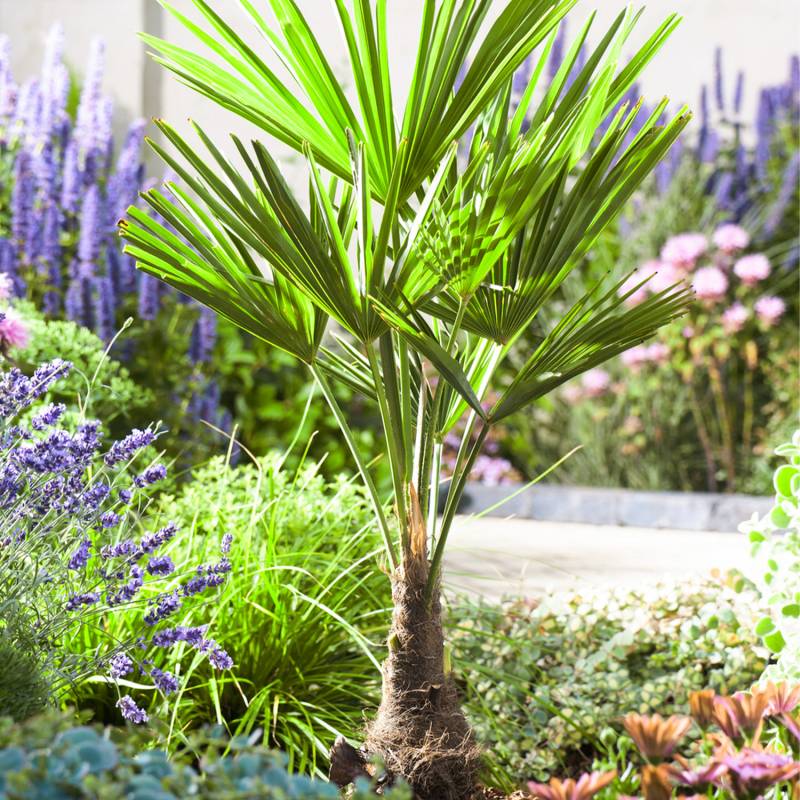 Chinesische Hanfpalme Lieferform: Im 6 Liter Topf Chinesische Hanfpalme Lieferform: Im 6 Liter Topf von Garten Schlüter