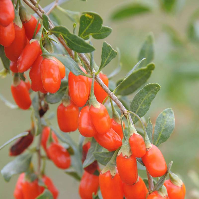Chinesischer Bocksdorn &#039;No. 1 Lifeberry&#039; - Gojibeere 3 Liter Container Liefergröße: 60 - 80 cm von Garten Schlüter