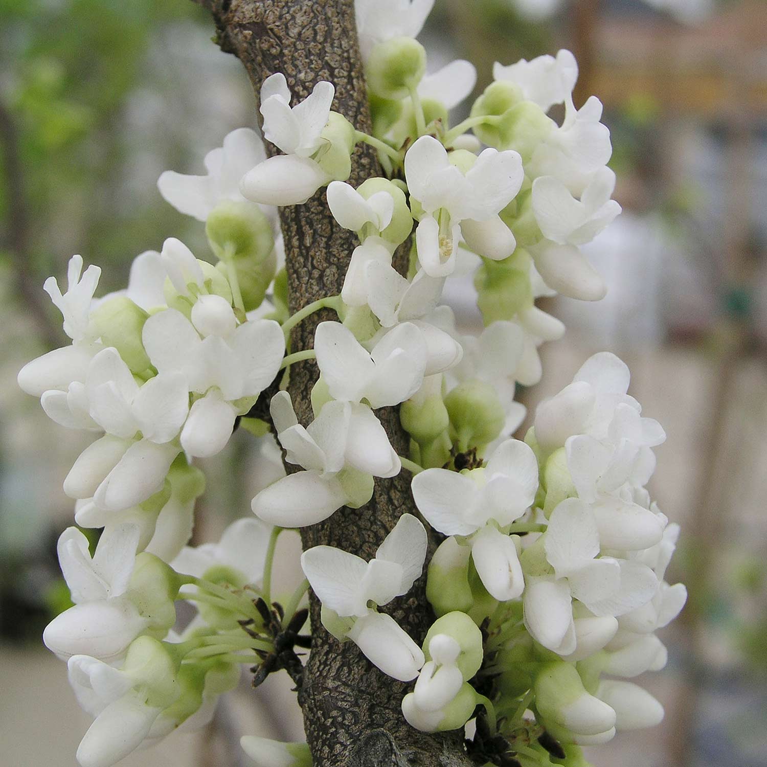 Chinesischer Judasbaum 'Shirobana' C5 80 - 100 cm Liefergröße: 80 - 100 cm Chinesischer Judasbaum 'Shirobana' C5 80 - 100 cm Liefergröße: 80 - 100 cm von Garten Schlüter