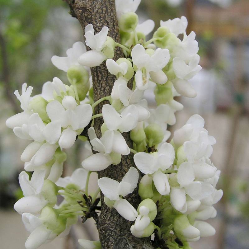 Chinesischer Judasbaum 'Shirobana' C5 80 - 100 cm Liefergröße: 80 - 100 cm Chinesischer Judasbaum 'Shirobana' C5 80 - 100 cm Liefergröße: 80 - 100 cm von Garten Schlüter