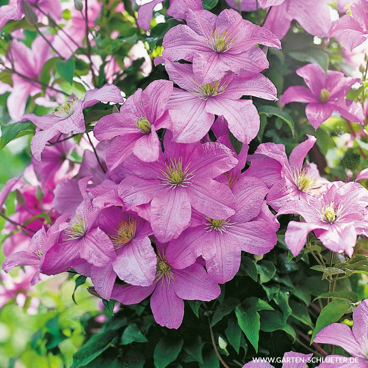 Clematis 'Comtesse de Bouchaud' von Garten Schlüter