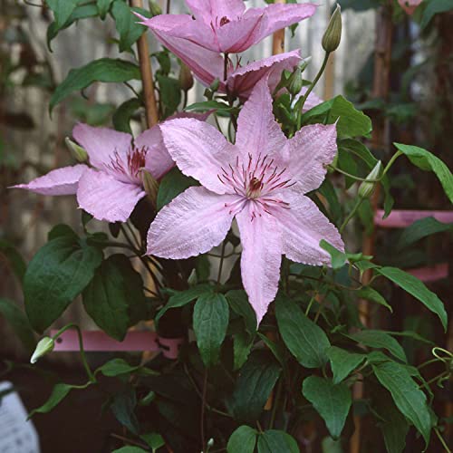 Clematis 'Hagley Hybrid' von Garten Schlüter