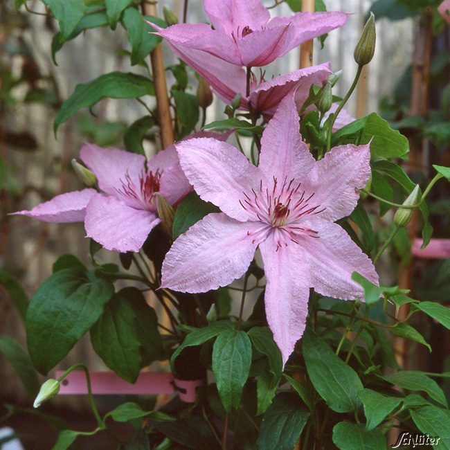 Clematis 'Hagley Hybrid' von Garten Schlüter