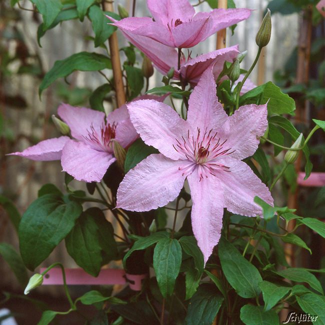 Clematis &#039;Hagley Hybrid&#039; Liefergröße: 40 - 60 cm von Garten Schlüter