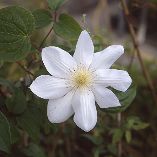 Clematis 'Madame Le Coultre' von Garten Schlüter