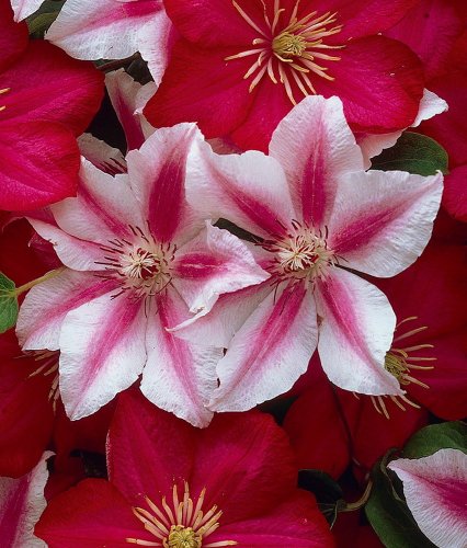 Clematis 'Nelly Moser' von Garten Schlüter