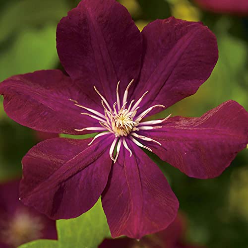 Clematis 'Rouge Kardinal' von Garten Schlüter