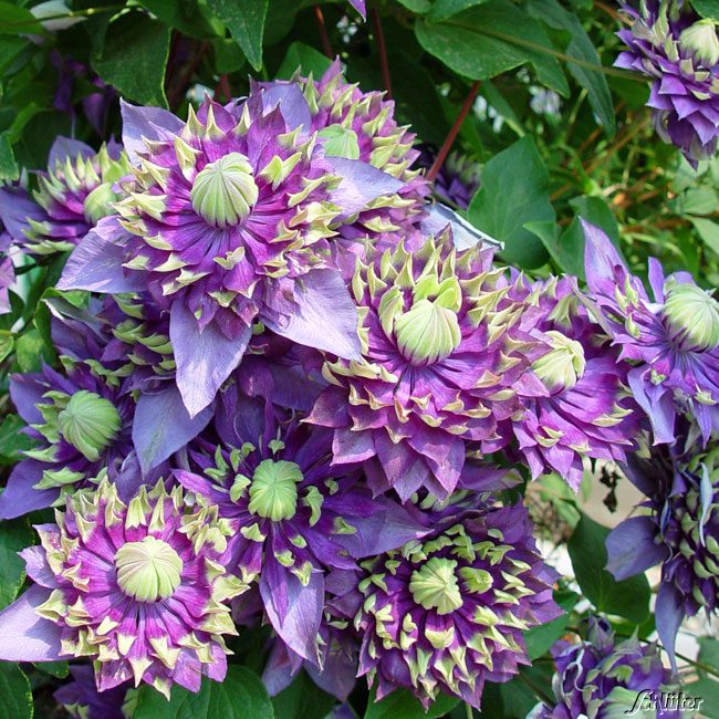 Clematis &#039;Taiga®&#039; Liefergröße: 60 - 100 cm von Garten Schlüter
