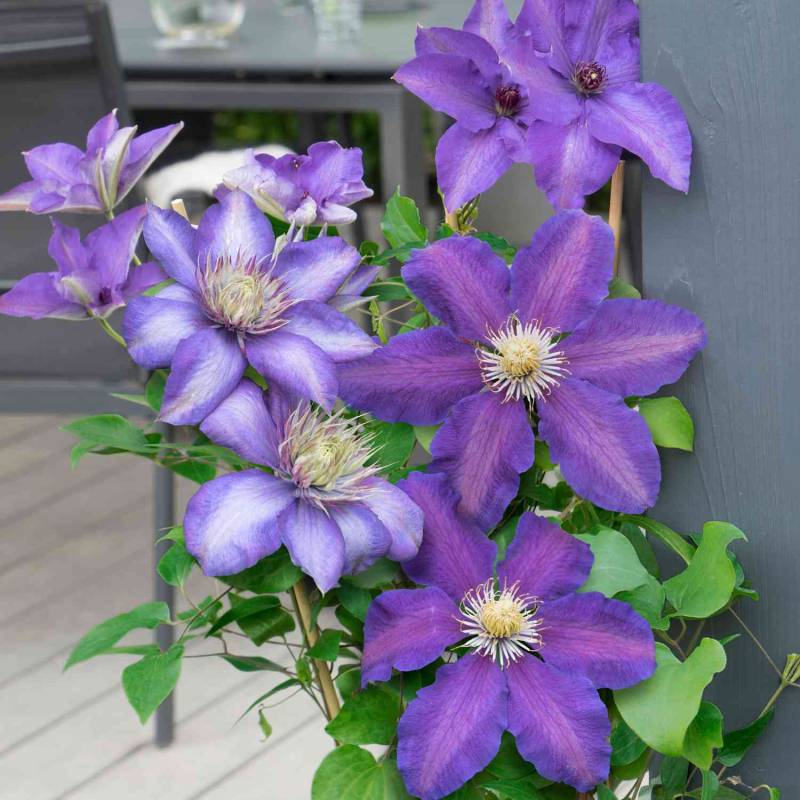 Clematis &#039;Three Sisters&#039;® Lieferform: Im 6 Liter Topf von Garten Schlüter