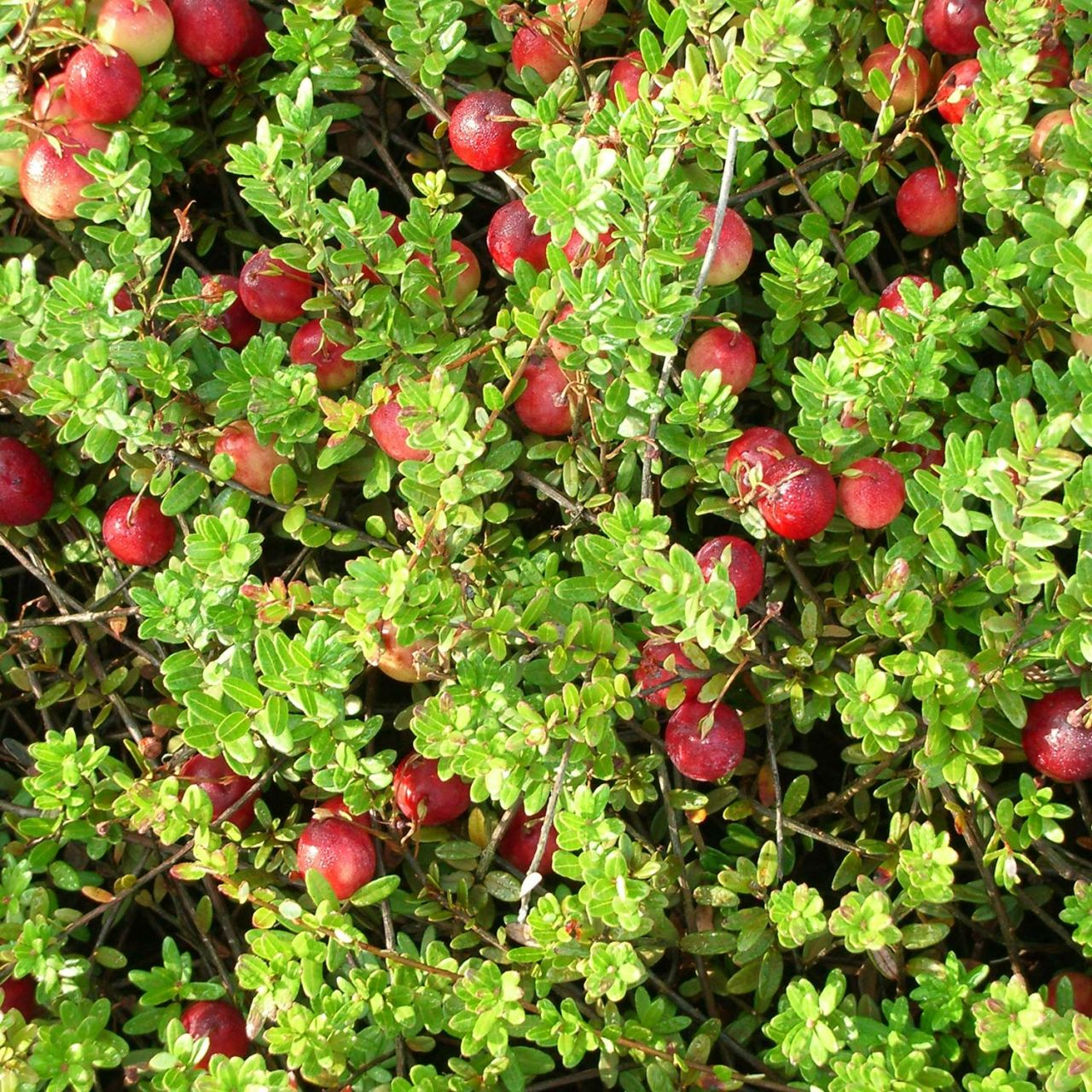 Cranberry (auch Moosbeere) von Garten Schlüter
