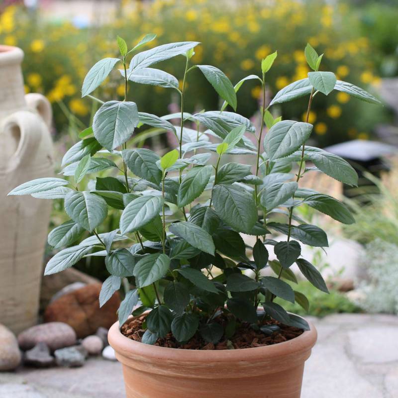 Dänische Apfelbeere 'Aron' C3 40 - 60 cm Liefergröße: 40-60 cm Dänische Apfelbeere 'Aron' C3 40 - 60 cm Liefergröße: 40-60 cm von Garten Schlüter