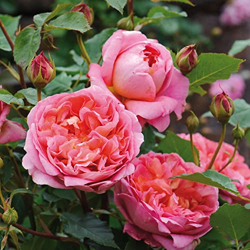 David Austin-Rose 'Boscobel' David Austin-Rose 'Boscobel' von Garten Schlüter