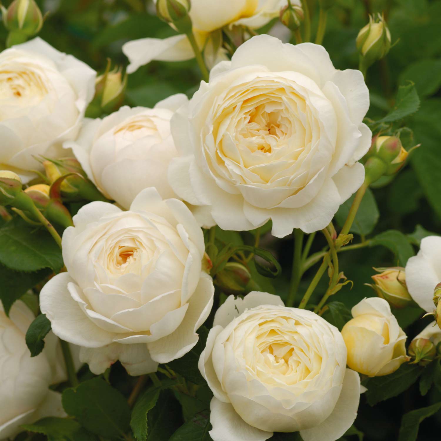 David Austin-Rose &#039;Claire Austin®&#039; 6 Liter Container Lieferform: Im 6 Liter Topf von David Austin Roses