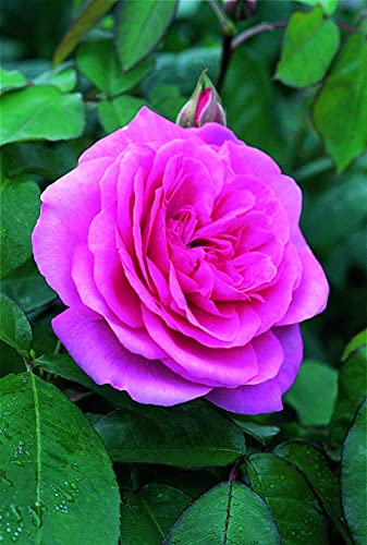 David Austin-Rose 'Gertrude Jekyll®' - AGM-Rose von Garten Schlüter