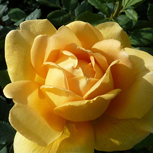 David Austin-Rose 'Golden Celebration®' - AGM-Rose von Garten Schlüter