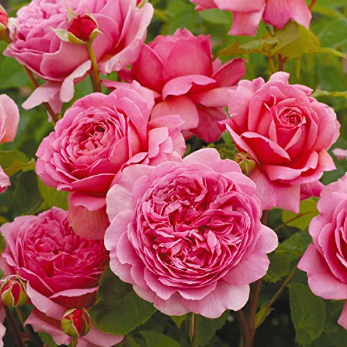 David Austin-Rose 'Princess Alexandra of Kent®' von Garten Schlüter