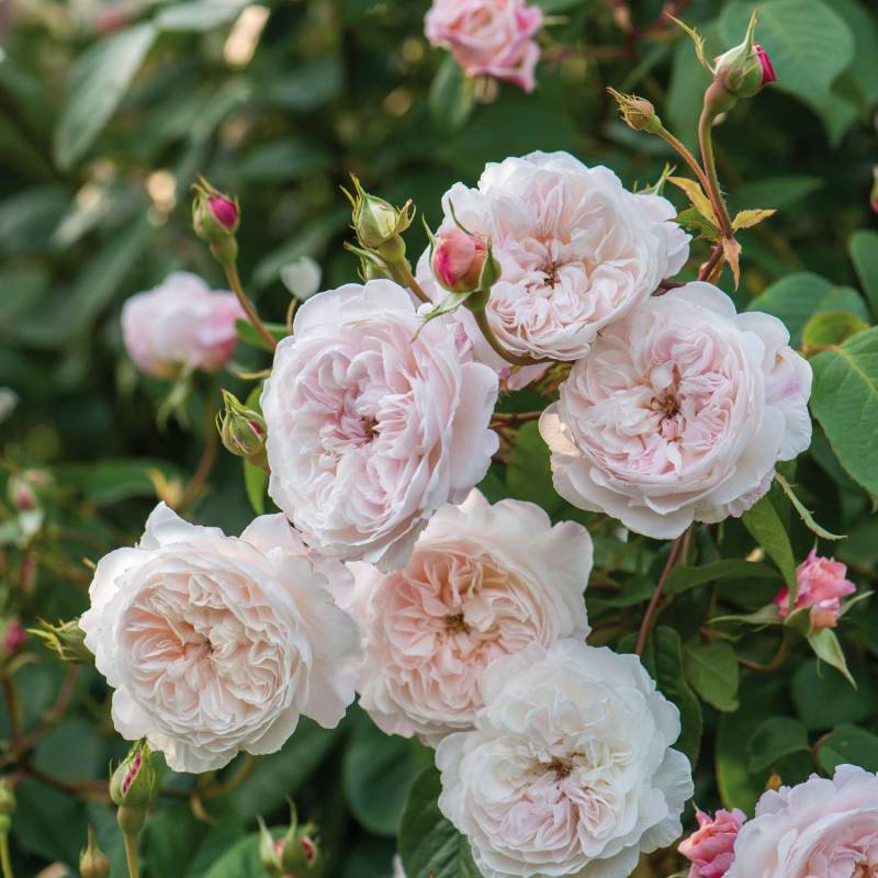 David Austin Rose &#039;The Albrighton Rambler ®&#039;, 5 Liter, A-Qualität, 2 -3 starke Triebe Liefergröße: zwei bis drei starke Triebe von David Austin Roses
