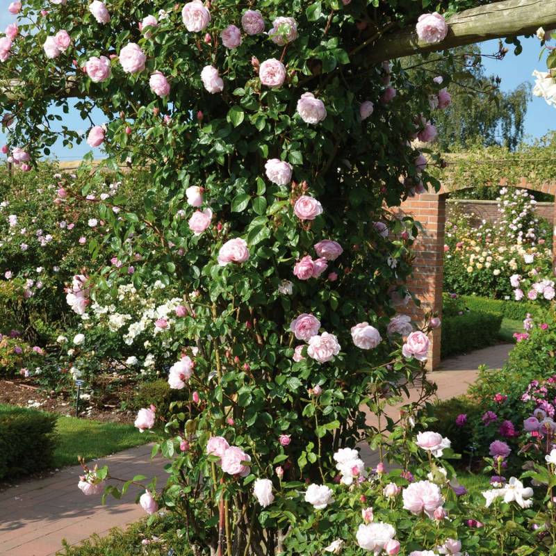 David Austin-Rose &#039;The Generous Gardener®&#039; - AGM-Rose, 5 Liter, A-Qualität, 2 - 3 starke Triebe Liefergröße: zwei bis drei starke Triebe von David Austin Roses