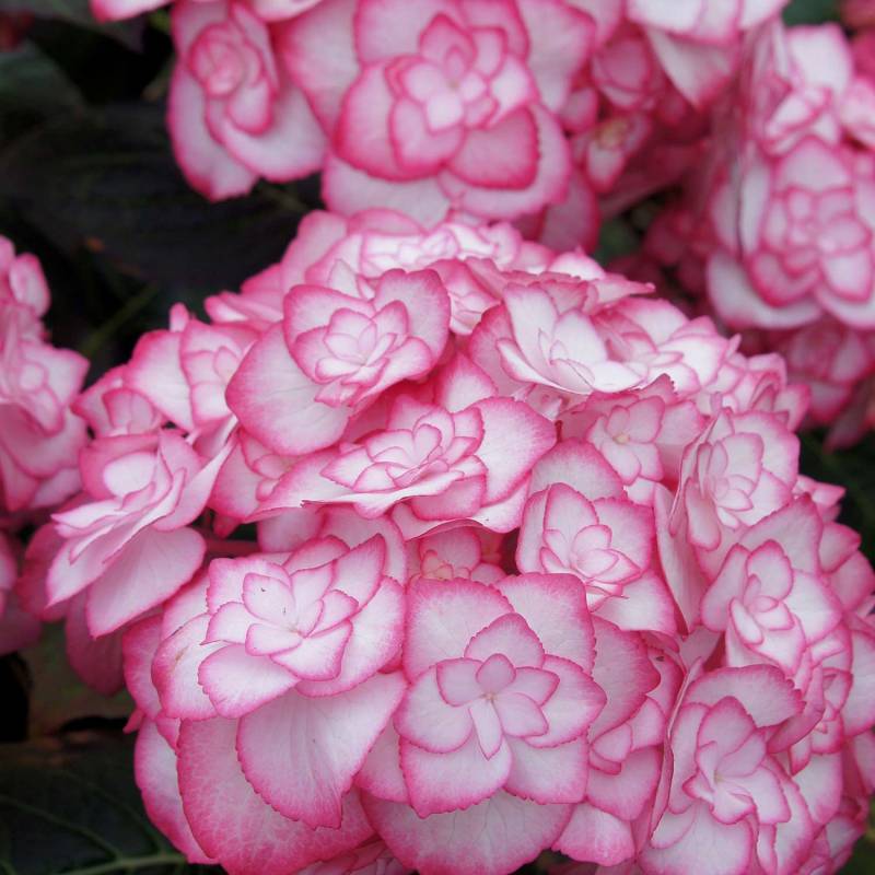 Doppelt-Gefüllte Hortensie 'Miss Saori' 5 Liter Container Lieferform: Im 5 Liter Topf Doppelt-Gefüllte Hortensie 'Miss Saori' 5 Liter Container Lieferform: Im 5 Liter Topf von Garten Schlüter