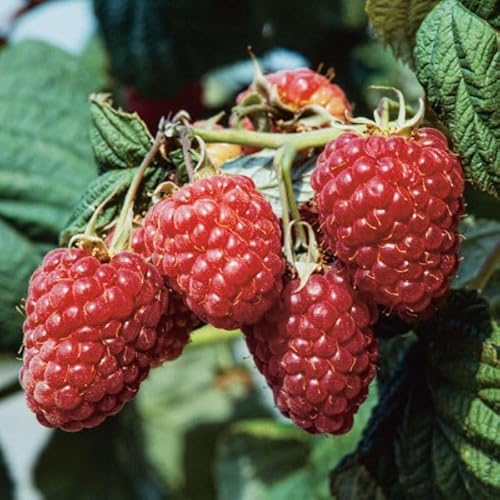 Dornenlose Himbeere 'Twotimer® Solu-rot' - Rubus idaeus - Zweimaltragende Himbeere mit roten Früchten von Garten Schlüter