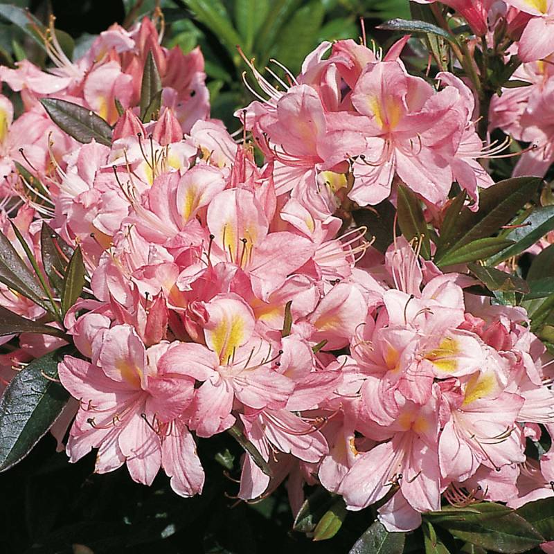 Duft-Azalee &#039;Juniduft&#039;, 5 Liter, 50 - 60 cm Liefergröße: 50 - 60 cm von Garten Schlüter
