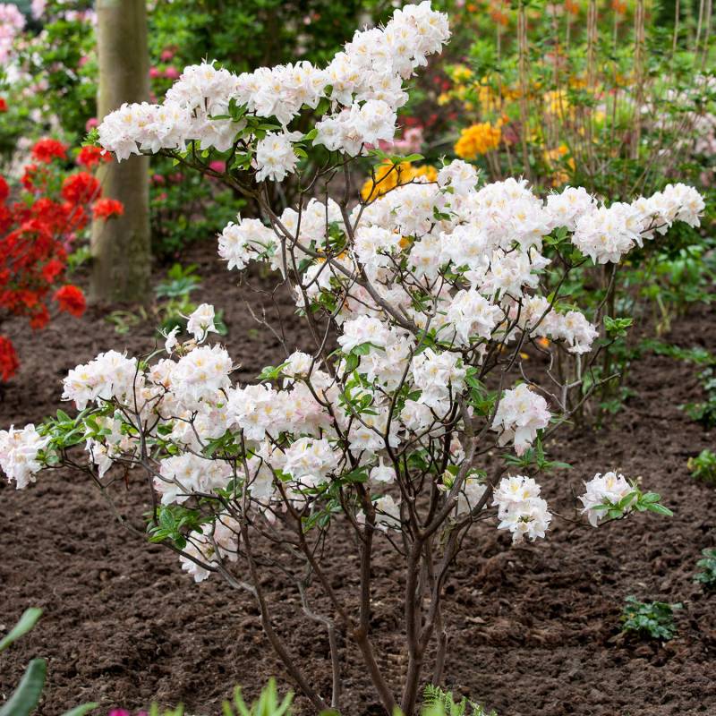 Duft-Azalee &#039;Satomi&#039;, 5 Liter, 50 - 60 cm Liefergröße: 50 - 60 cm von Garten Schlüter