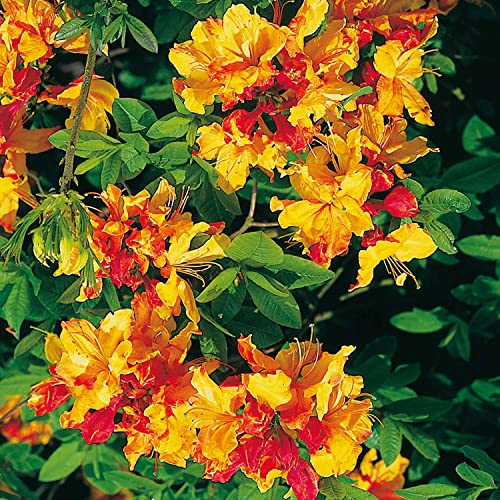 Duft-Azalee 'Sunte Nectarine' Duft-Azalee 'Sunte Nectarine' von Garten Schlüter