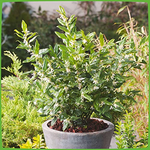 Duft-Fleischbeere -Sarcococca humilis- Kübel-Pflanze immergrün schwarze Früchte weiße Blüten duftend Schatten-Blume - Winterpflanzen von Garten Schlüter - Pflanzen in Top Qualität von Garten Schlüter