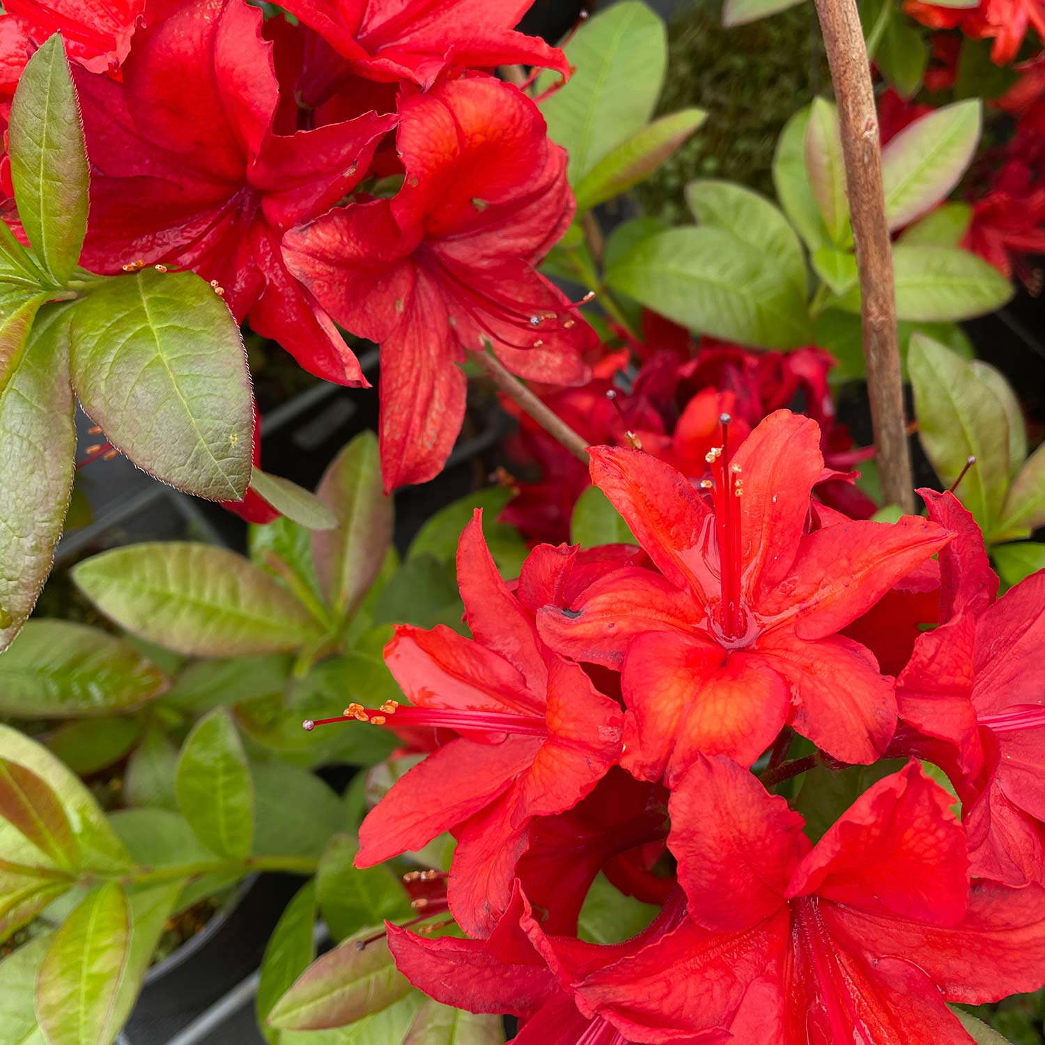 Duftazalee 'Gibraltar', 5 - 7,5 Liter, 60 - 70 cm Liefergröße: 60 - 70 cm Duftazalee 'Gibraltar', 5 - 7,5 Liter, 60 - 70 cm Liefergröße: 60 - 70 cm von Garten Schlüter